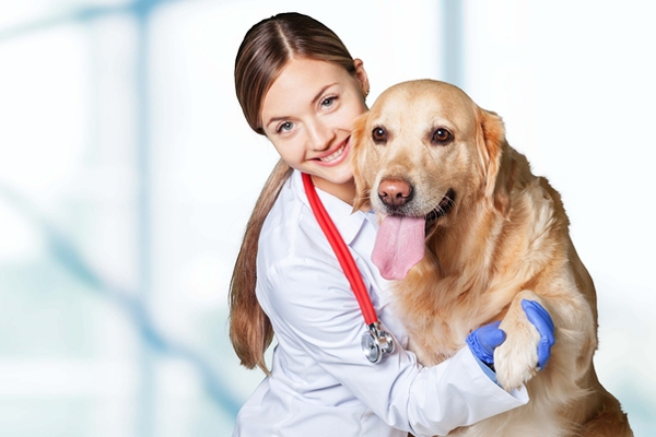 Email Marketing for Animal Hospitals