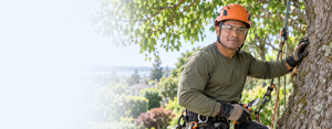 Tree Surgeons & Arborists