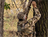 9 Rules of Trail Camera Concealment