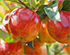 5 Self-Pollinating Fruit Trees to Plant This Fall