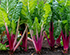 How to Grow Swiss Chard—and What to Do With It