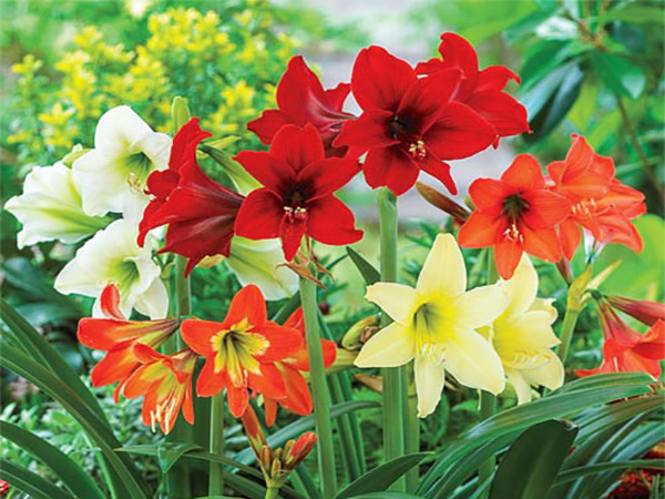 Outdoor Amaryllis Care: A Complete Guide to Thriving Blooms