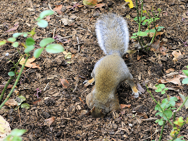 Protecting Your Trees: How to Prevent Animals from Digging Around Tree Roots