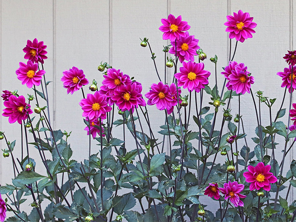 Annuals vs. Perennials: What Every Home Gardener Should Know