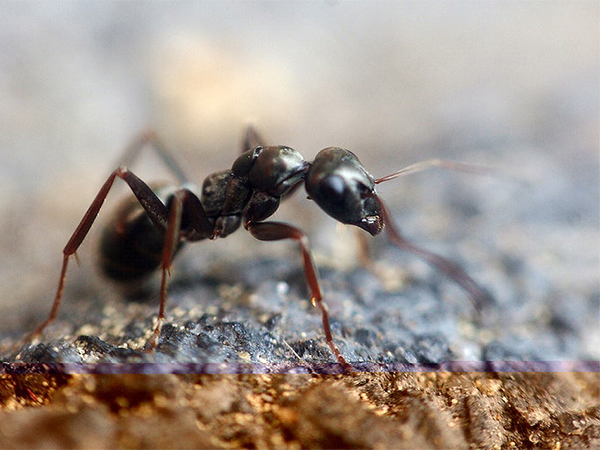 6 Fascinating Types of Ants and How to Identify Them