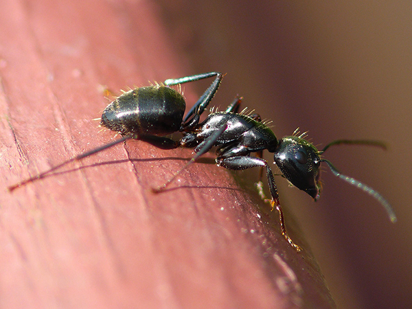 How to Identify and Block Common Pest Entry Points in Your Home