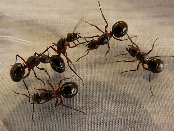 Common Types of Ants Found in Homes: How to Identify and Prevent Infestations