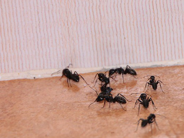 Pests That May Take Up Residence in Your Home