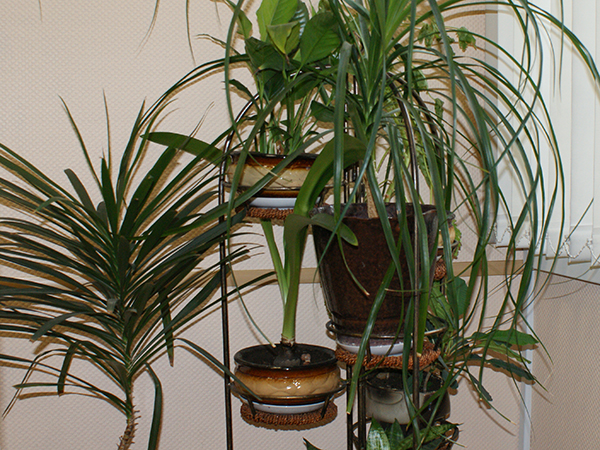 Plants that May Be Inviting Bugs and Rodents Into Your Home