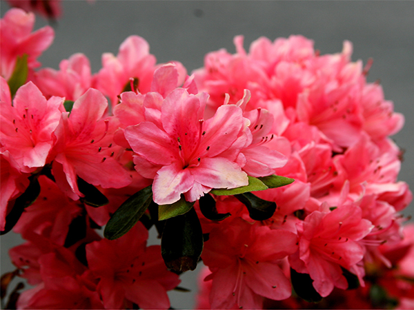 Designing Stunning Azalea Flower Beds: Tips for a Vibrant, Healthy Garden