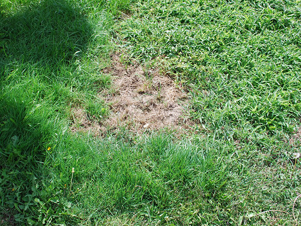 Why Does My Lawn Have Bare Spots? Common Causes and How to Restore Healthy Grass