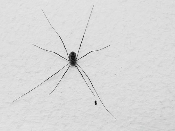 Common Bugs that You See in Basements