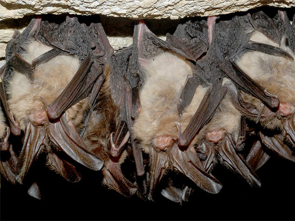 What to Do If You Find Bats in Your Attic