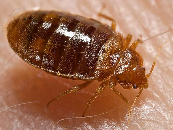 Understanding the Bed Bug Life Cycle: How to Identify, Prevent, and Eliminate Infestations
