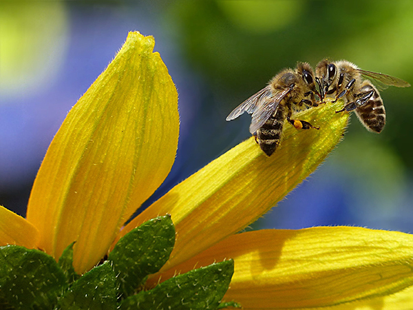 Bee-Friendly Flowers: How to Create a Pollinator Garden That Supports Bees