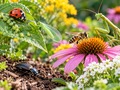 10 Beneficial Bugs That Help Protect Your Garden Naturally
