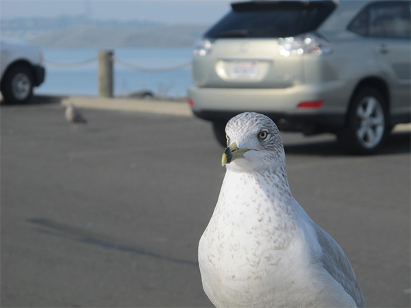 How Bird Poop Can Damage Your Car and How to Protect Your Paint
