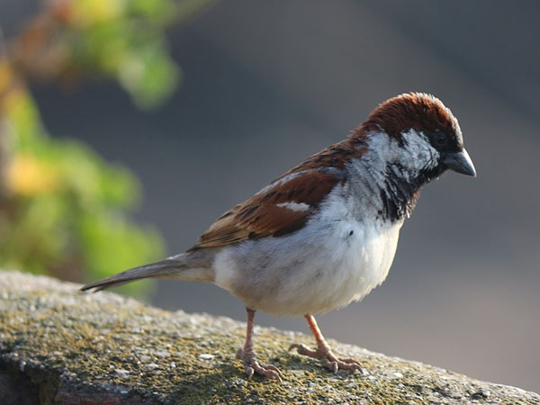 Year-Round Gardening for Birds: Seasonal Planting Tips