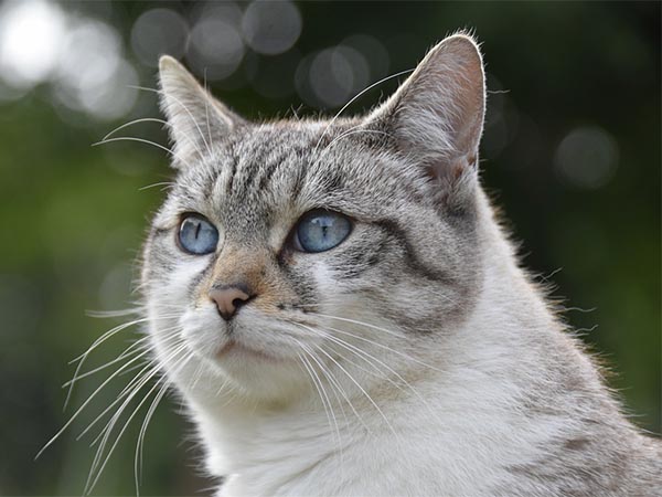 How to Prevent Bladder Stones in Cats: Expert Tips for a Healthy, Happy Feline