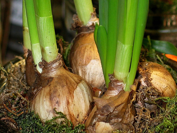 The Art of Planting Bulbs in Pots: Tips for a Vibrant Garden