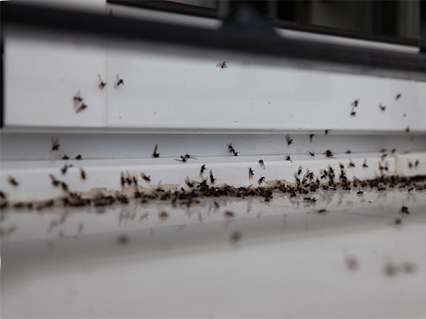 Signs It's Time to Call a Professional Exterminator