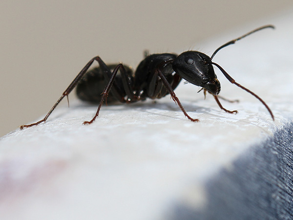 Exploring the Differences Between Termites and Carpenter Ants