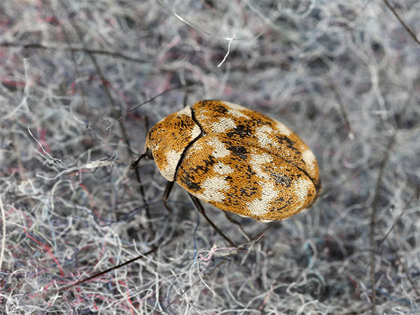 How to Identify and Get Rid of Carpet Beetles