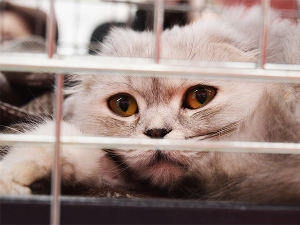 Cat Adoption Tips: How to Prepare Your Home for a Happy, Healthy Feline