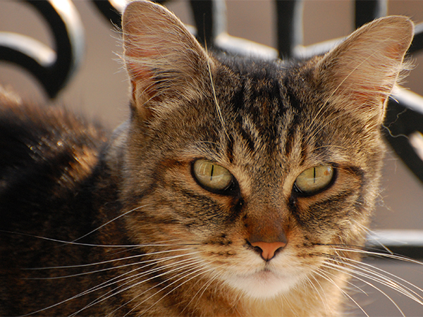 Understanding Feline Asthma: Symptoms, Triggers, and Management