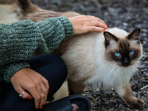 How to Bond With Your New Cat: 8 Tips for Building Trust