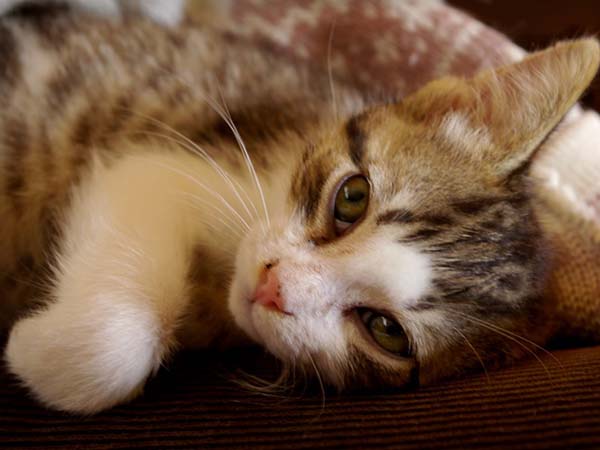 Signs of Dehydration in a Cat or Dog: What Every Pet Owner Should Know
