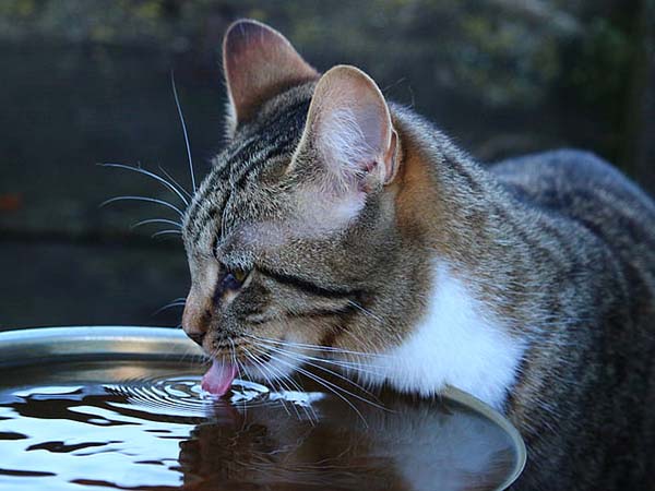 Signs that Your Pet is Drinking Too Much