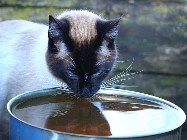 Why Is My Pet Drinking So Much Water? Common Causes and When to Seek Help