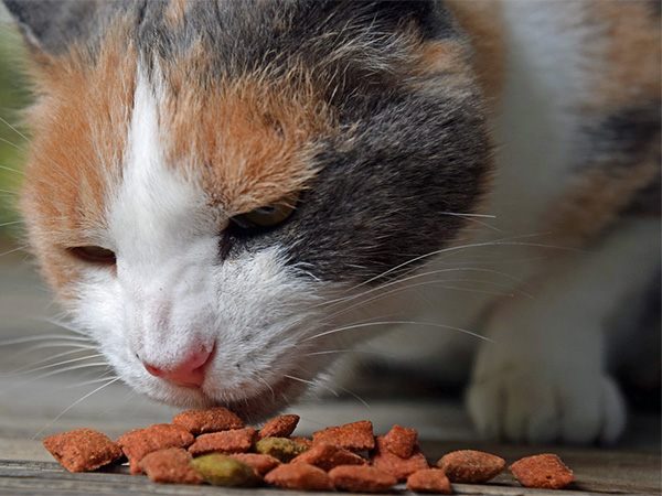 Wet vs. Dry Pet Food: How to Choose the Best Diet for Your Dog or Cat