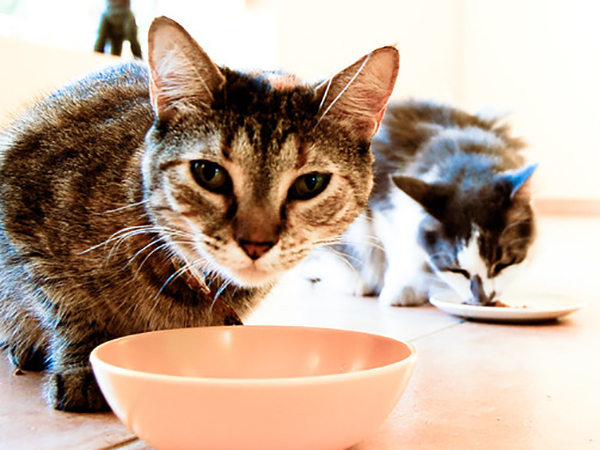 Identifying Food Allergies in Dogs and Cats: Signs, Diagnosis, and Treatment