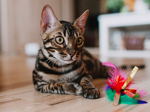 Why Enrichment Is Essential for Cats and Dogs: Benefits for Health, Happiness, and Behavior
