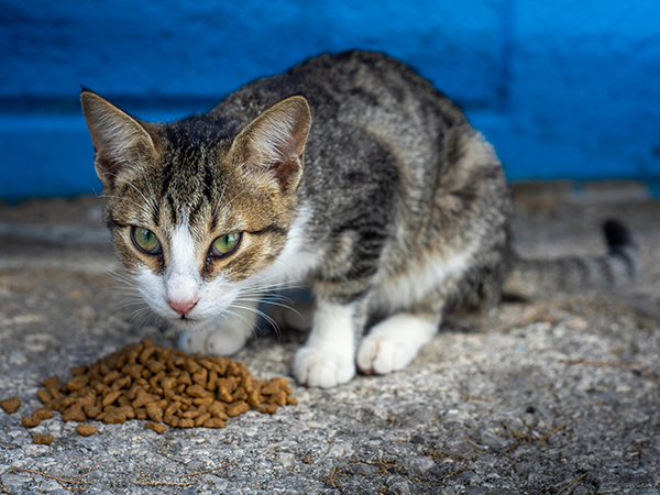 Tips for Choosing the Right Food for Your Dog or Cat