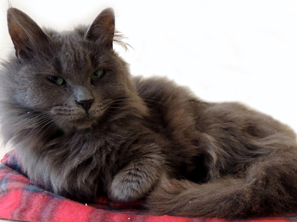 Cat Hairballs: Causes, Prevention, and Smart Solutions for Pet Owners