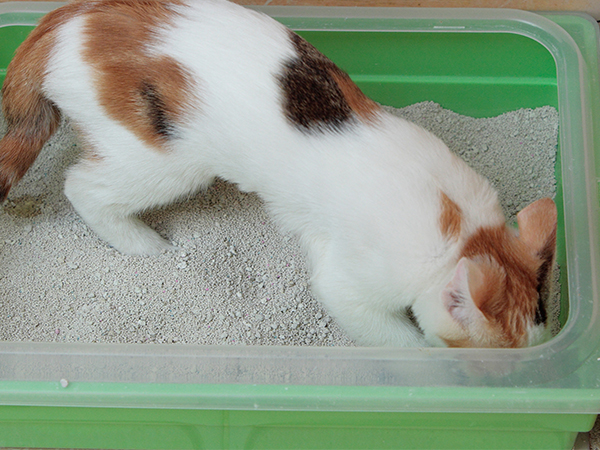 Best Places to Put a Cat Litter Box for Comfort and Hygiene