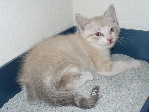 Choosing the Perfect Location for Your Cat’s Litter Box