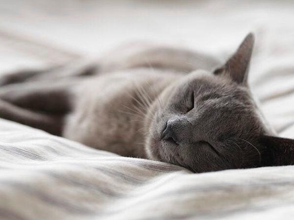 What to Do When Your Pet Won’t Eat: Common Causes and When to Call the Vet