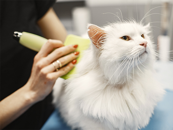 How to Manage Cat Shedding: Causes, Solutions, and Tips for a Fur-Free Home