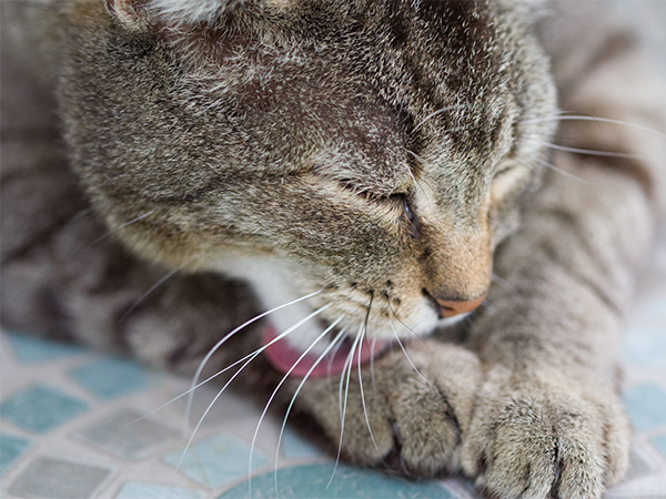 Common Cat Skin Problems: Causes, Symptoms, and Treatments