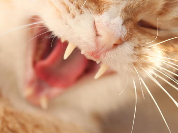 Chipped or Broken Teeth in Pets: Causes, Treatment, and Prevention