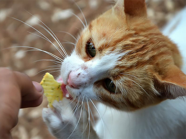 Healthy Cat Treats: What to Look for and How to Choose the Best Options for Your Feline