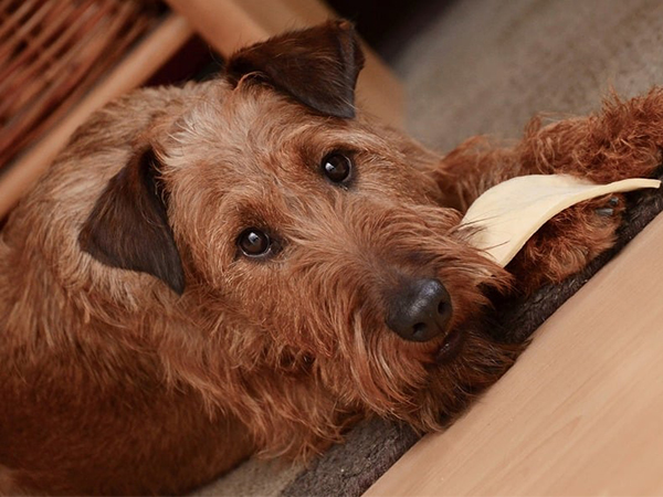 Safe Dog Chews: How to Choose the Best Options for Your Pet’s Health