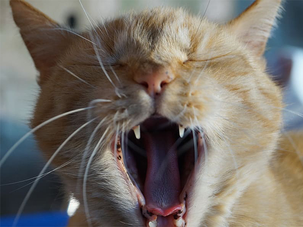 How to Care for Your Pet’s Chipped Tooth: Signs, Treatment, and Prevention