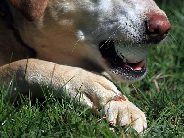 What to Do If Your Pet Is Choking: A Step-by-Step Guide