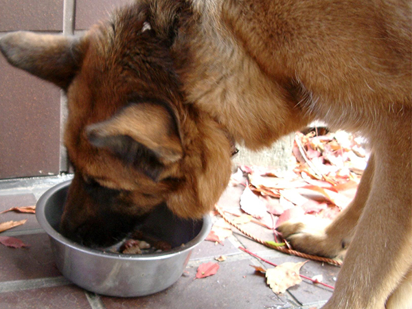 What to Do If Your Pet Is Choking: A Quick, Life-Saving Guide for Pet Owners