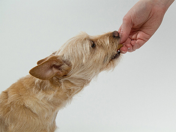 What to Do If Your Pet Is Choking: A Quick, Lifesaving Guide for Pet Owners